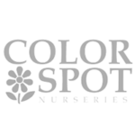 color spot